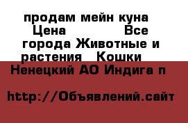 продам мейн куна › Цена ­ 15 000 - Все города Животные и растения » Кошки   . Ненецкий АО,Индига п.